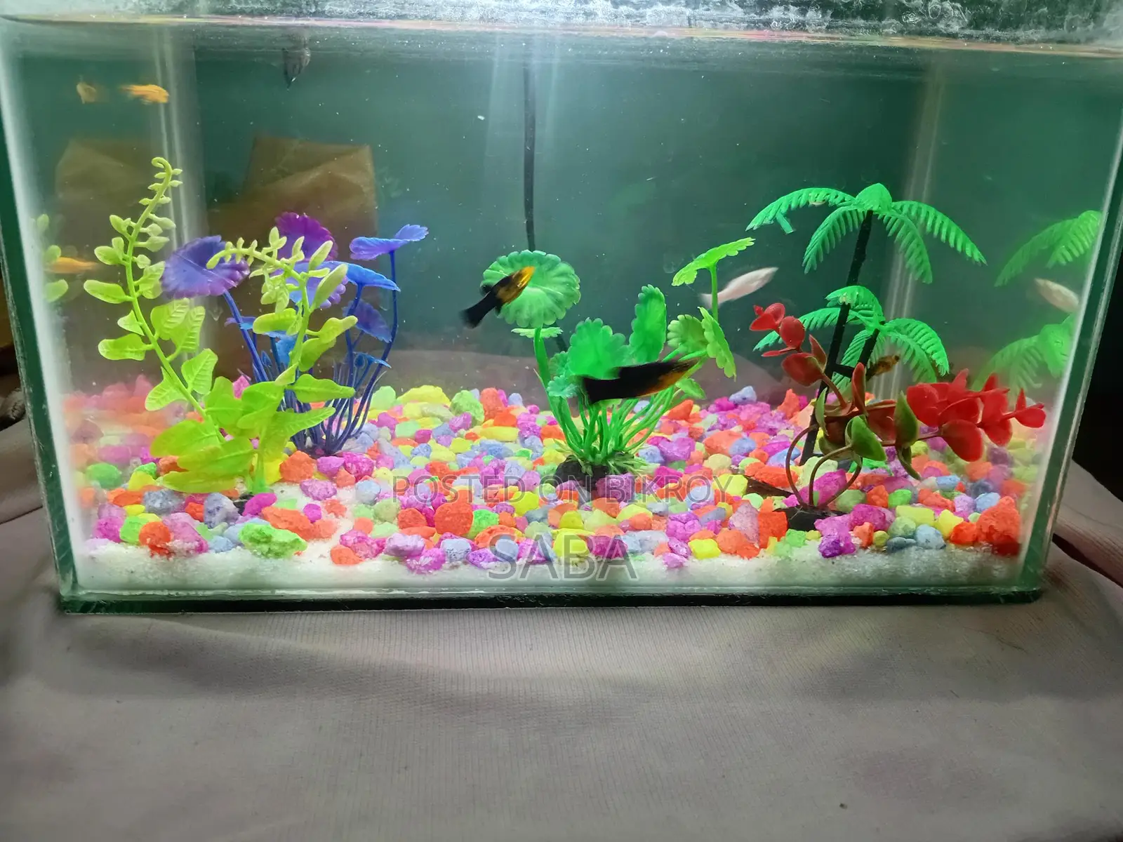 Aquarium for sale with fish, light, and stones