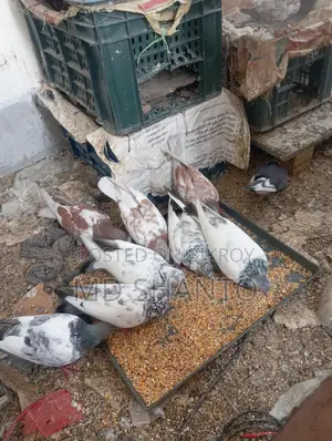Five pairs of pigeons for sale