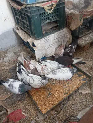Five pairs of pigeons for sale