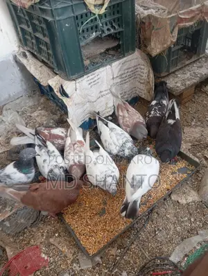 Five pairs of pigeons for sale