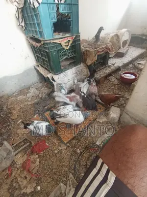 Five pairs of pigeons for sale