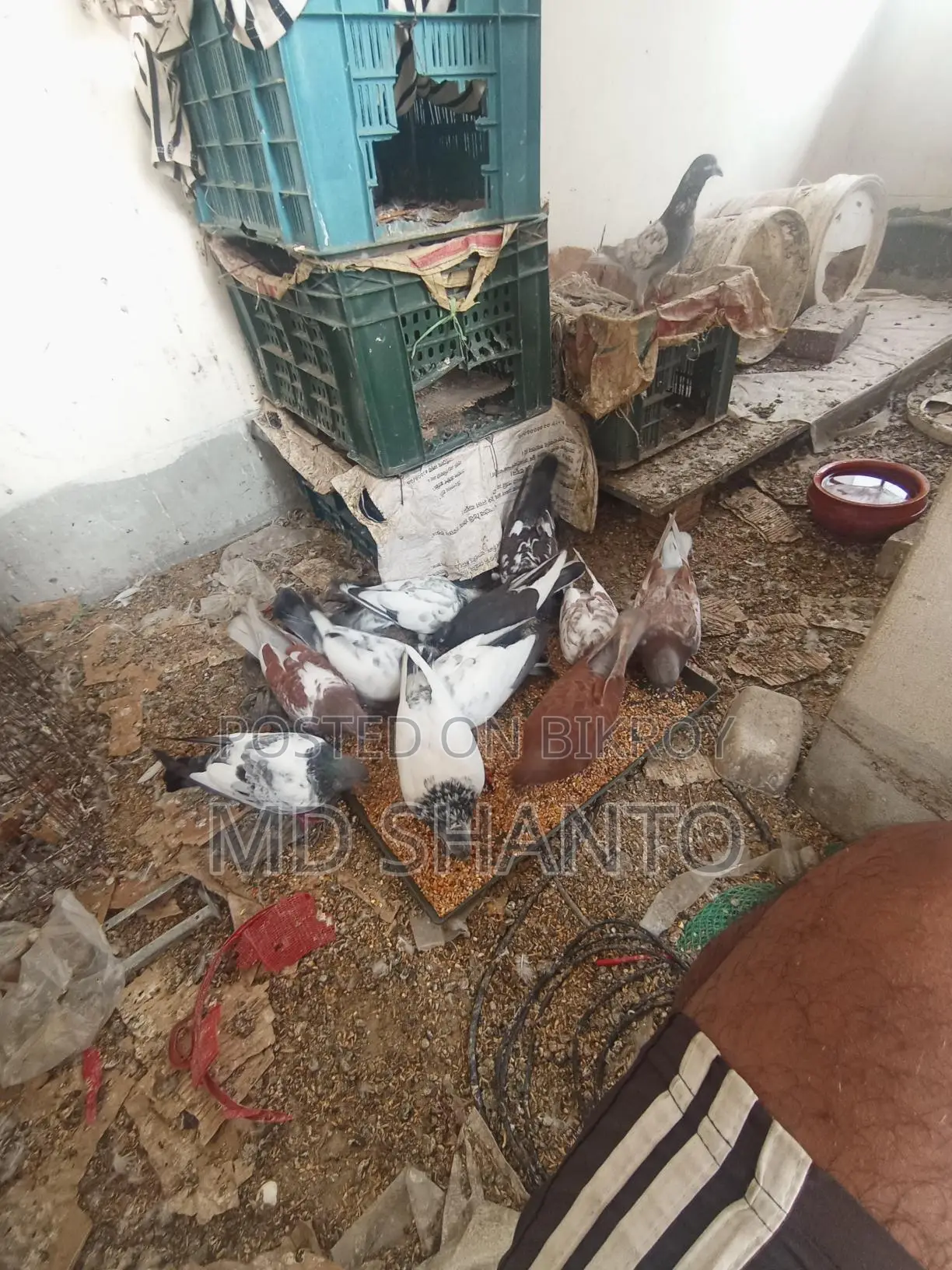 Five pairs of pigeons for sale