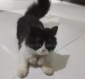 Persian Cat Sale