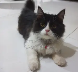 Persian Cat Sale