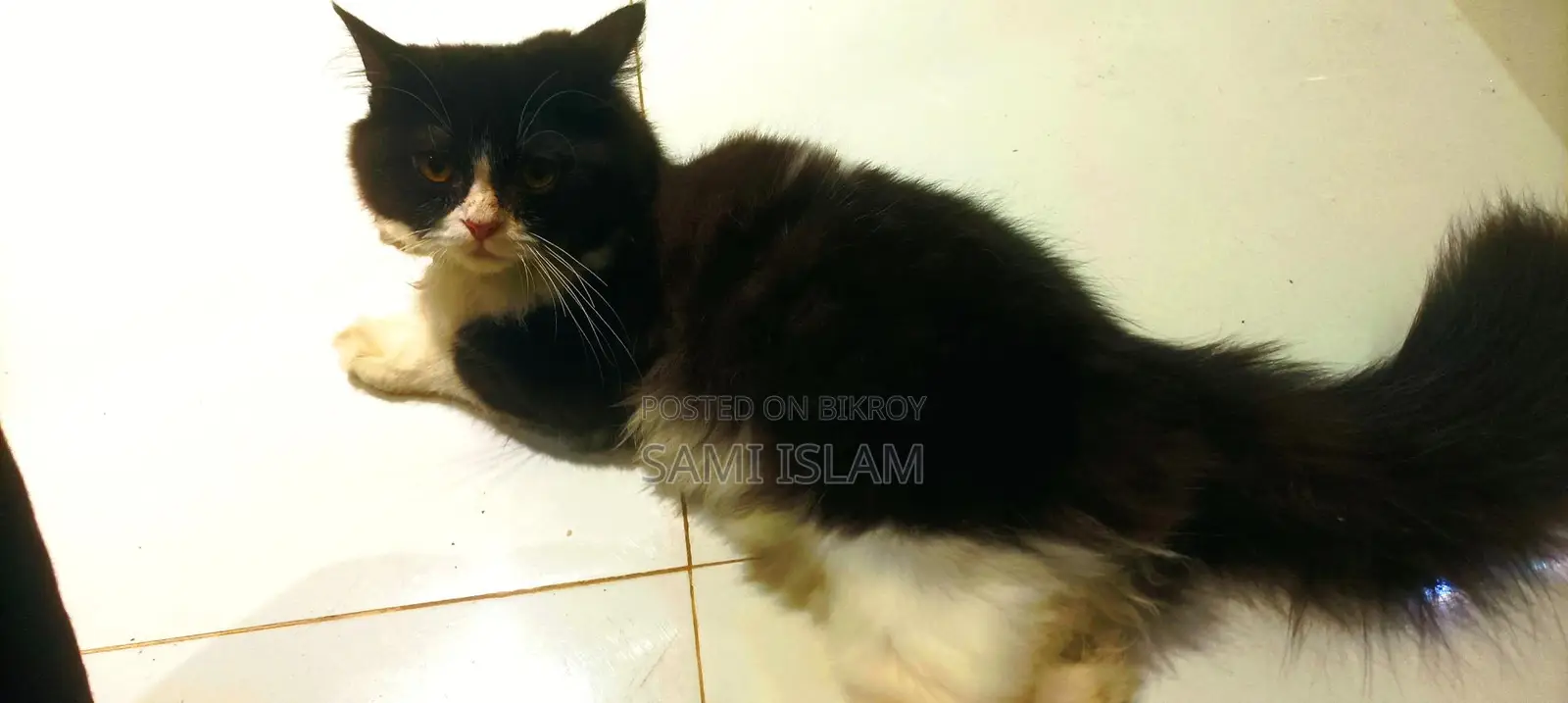Persian Cat Sale