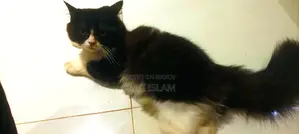 Persian Cat Sale