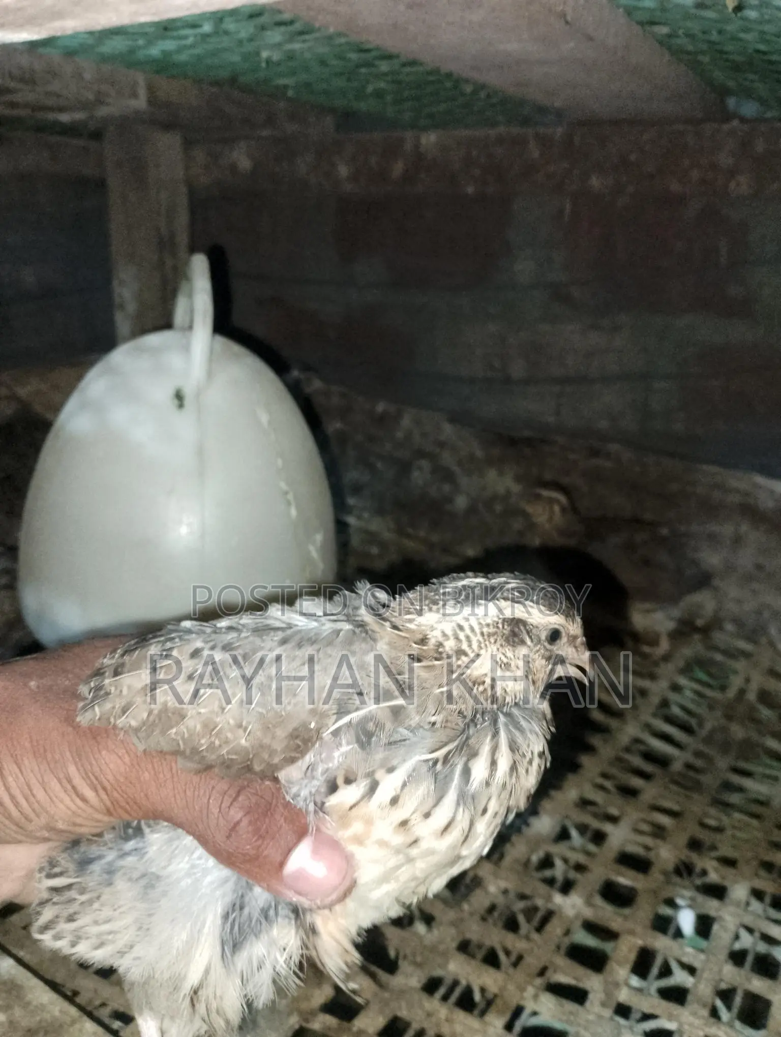 Selling about 30 Quail birds