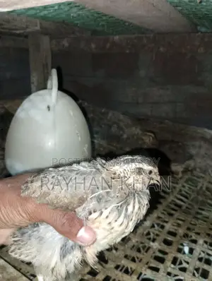 Selling about 30 Quail birds