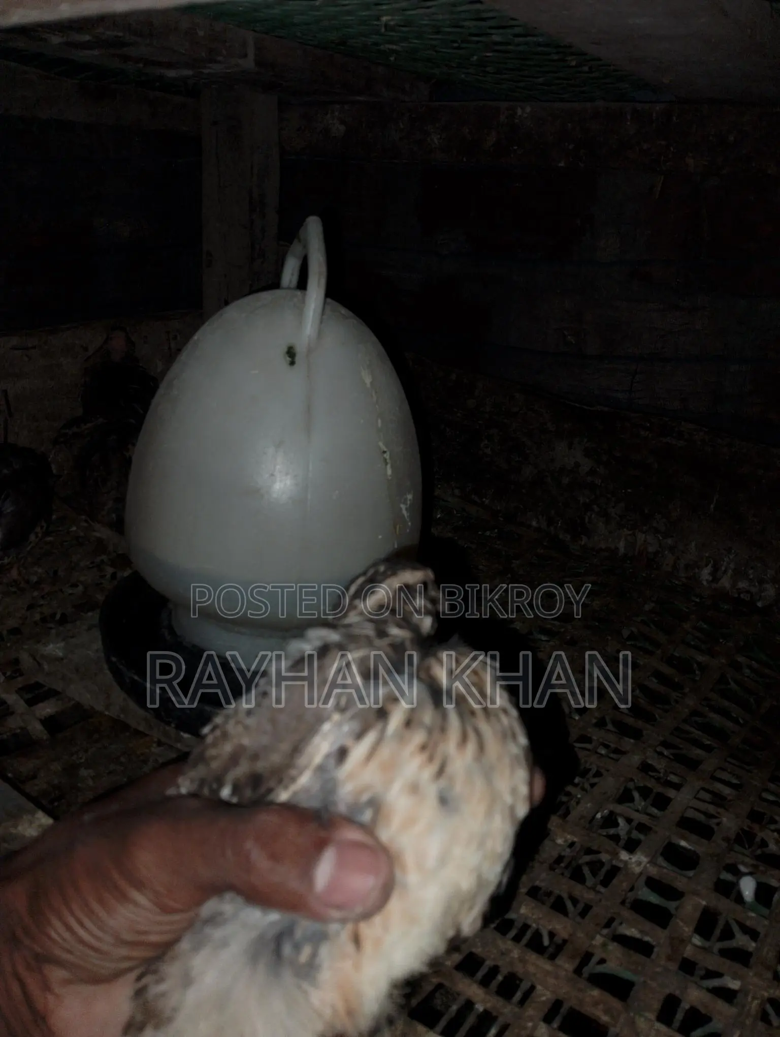 Selling about 30 Quail birds