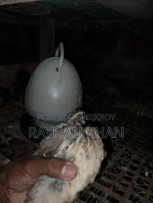 Selling about 30 Quail birds