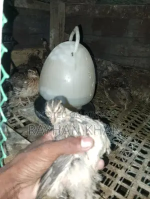 Selling about 30 Quail birds