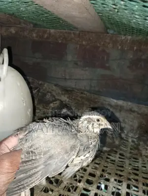 Selling about 30 Quail birds