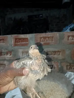 Selling about 30 Quail birds