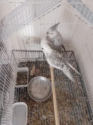 Breeding Pair Cockatiel