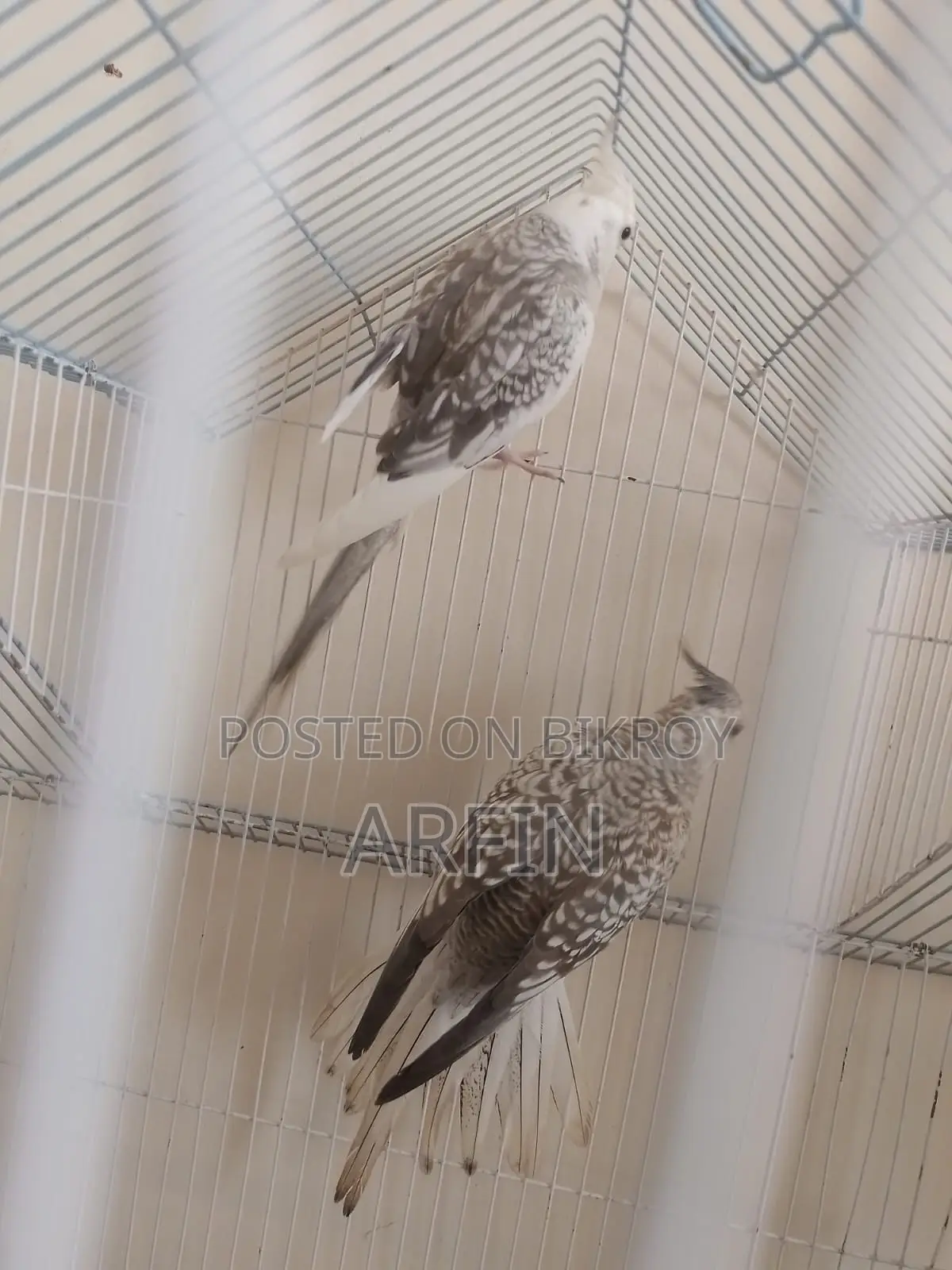 Breeding Pair Cockatiel