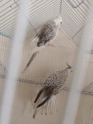 Breeding Pair Cockatiel