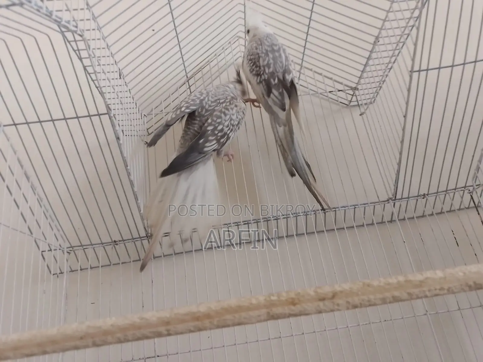 Breeding Pair Cockatiel