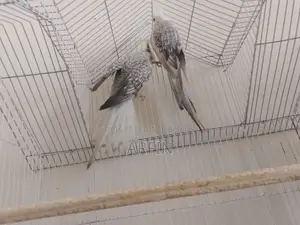Breeding Pair Cockatiel