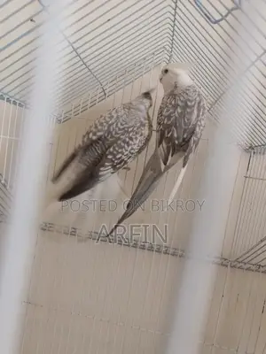 Breeding Pair Cockatiel