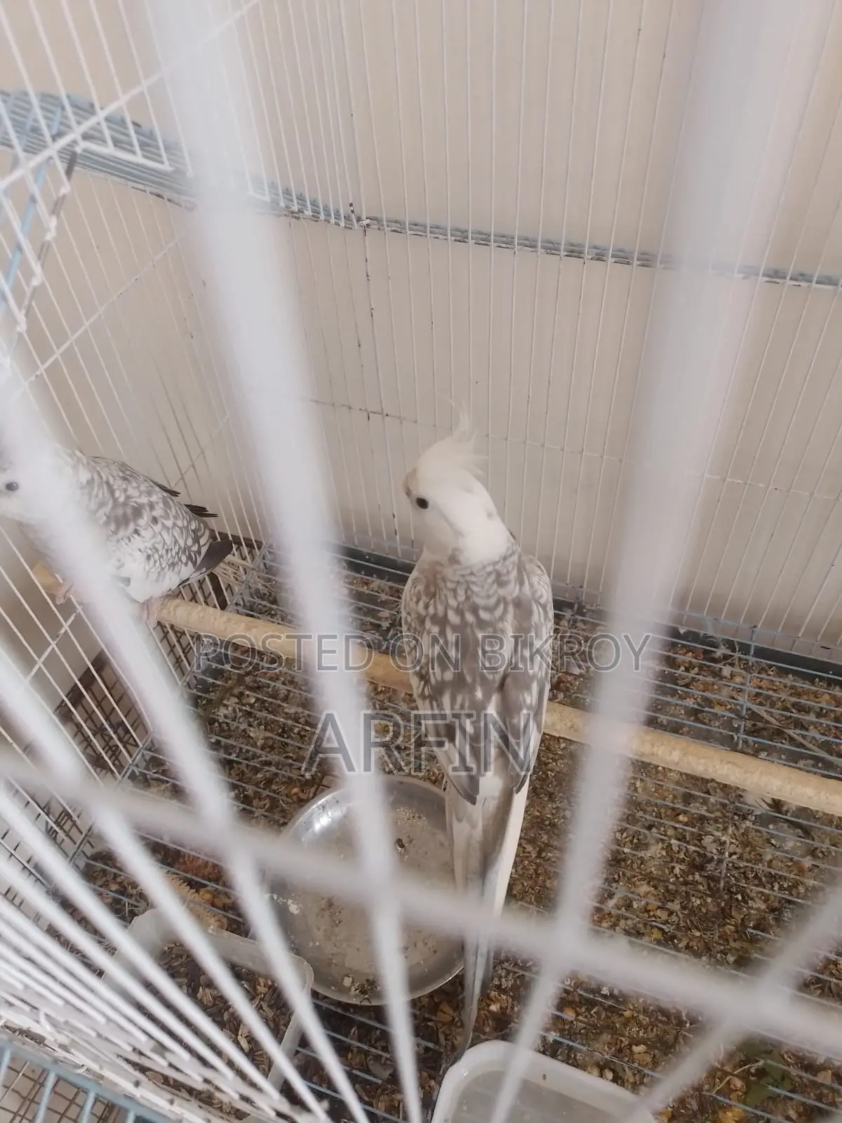 Breeding Pair Cockatiel