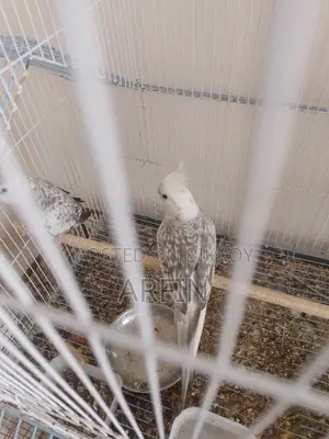 Breeding Pair Cockatiel