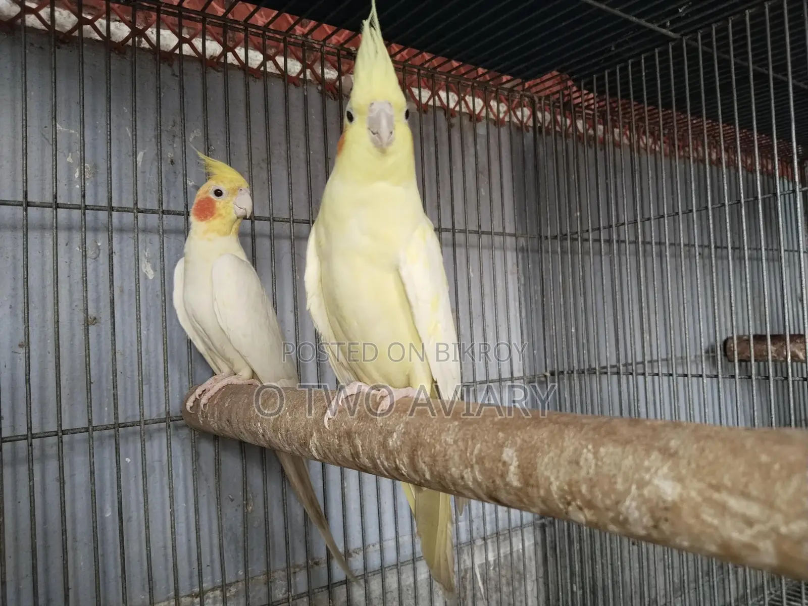 Cockatiel Running Pair