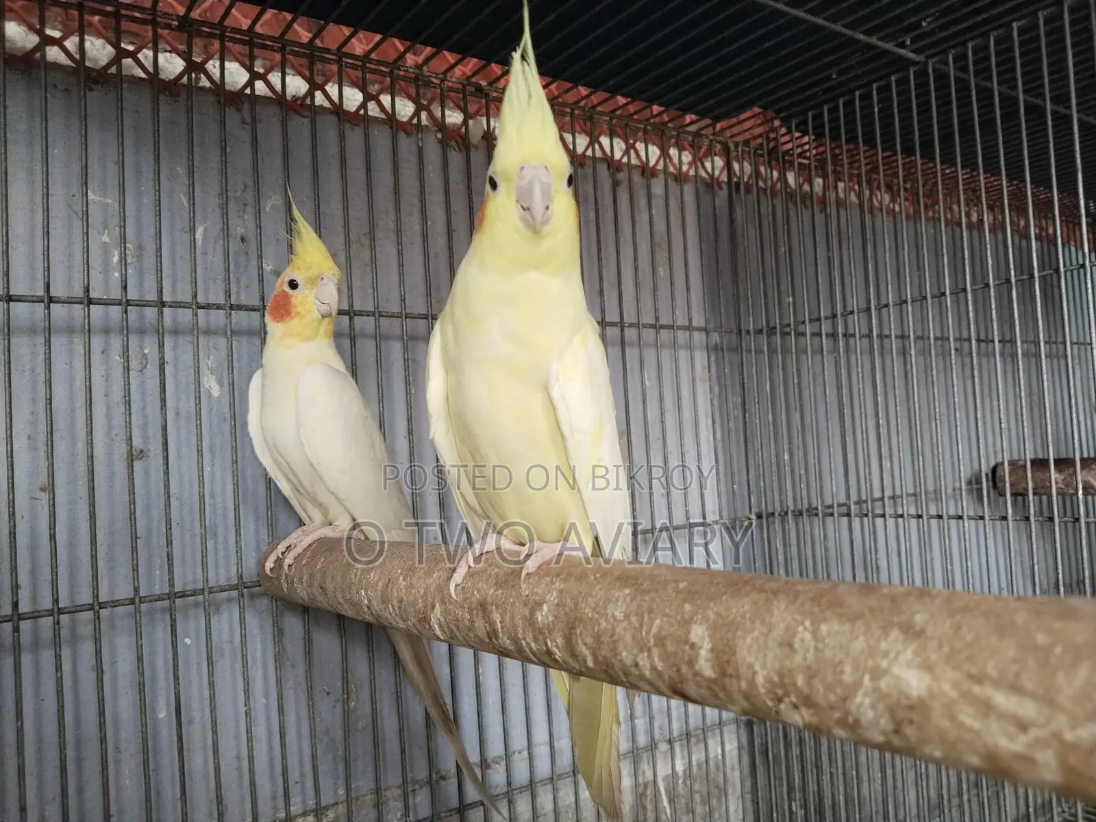 Cockatiel Running Pair