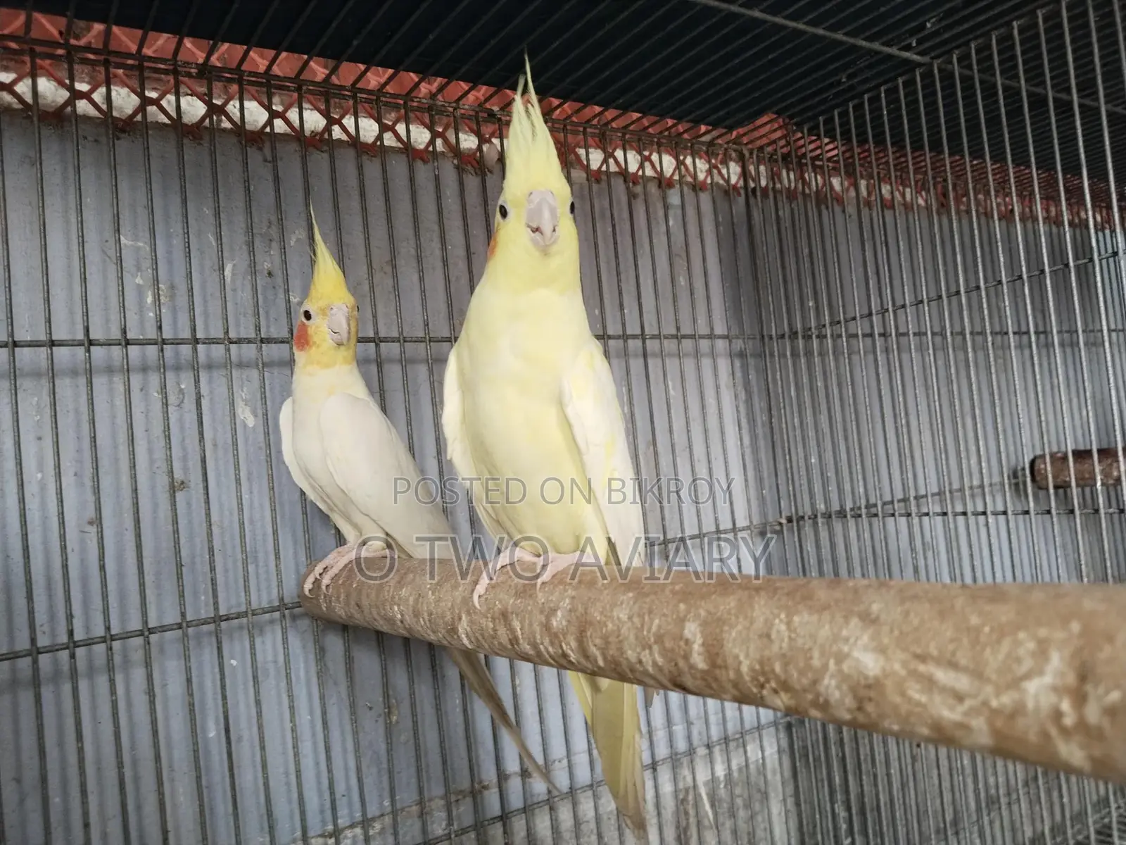 Cockatiel Running Pair