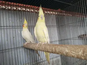 Cockatiel Running Pair