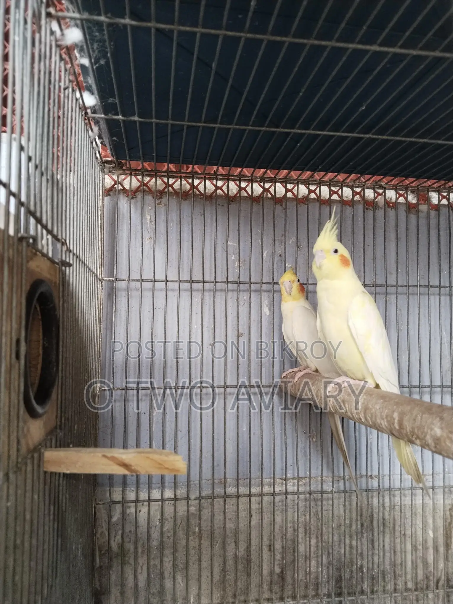 Cockatiel Running Pair