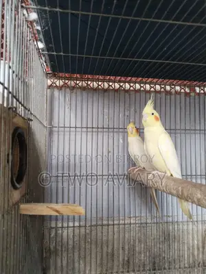 Cockatiel Running Pair