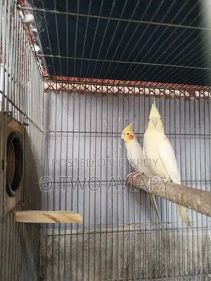 Cockatiel Running Pair