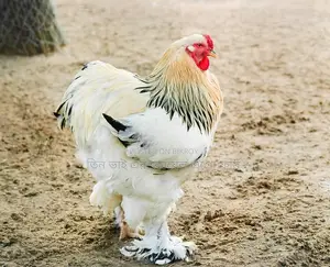 কলম্বিয়ার লাইট ব্রাহামা
