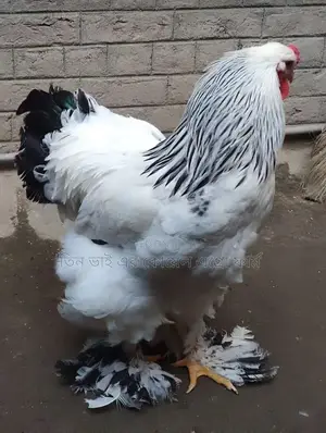 কলম্বিয়ার লাইট ব্রাহামা