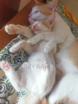 ৩টা দেশি ক্যাট ফ্রি তে দিয়ে দিবো।