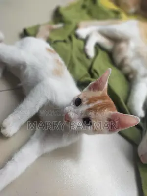 Giving away 3 Desi cats for free.