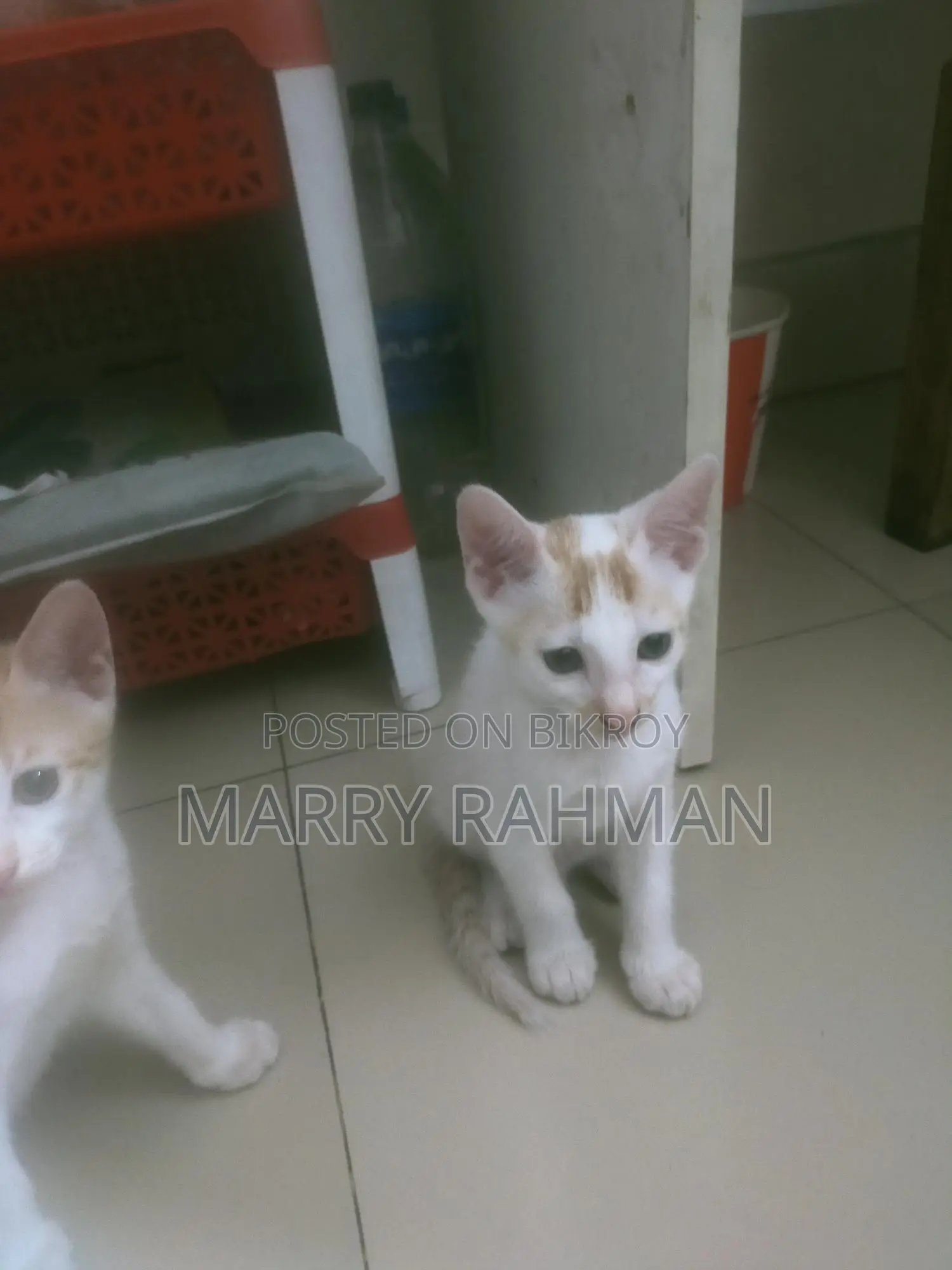 Giving away 3 Desi cats for free.