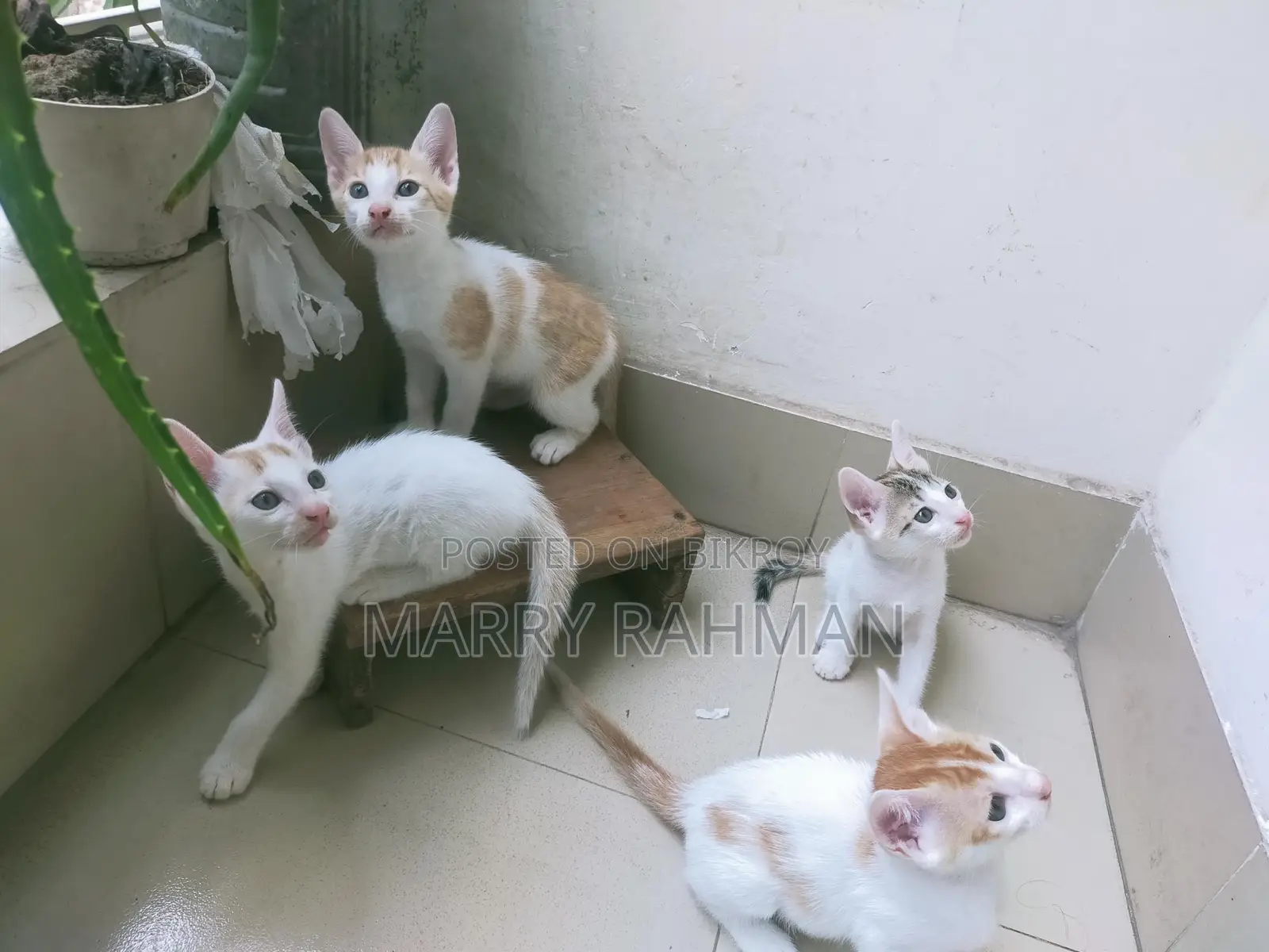 Giving away 3 Desi cats for free.