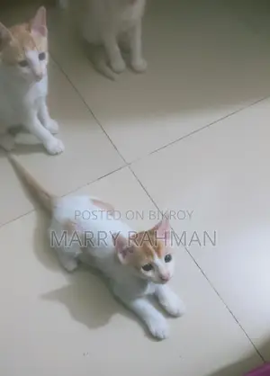 Giving away 3 Desi cats for free.