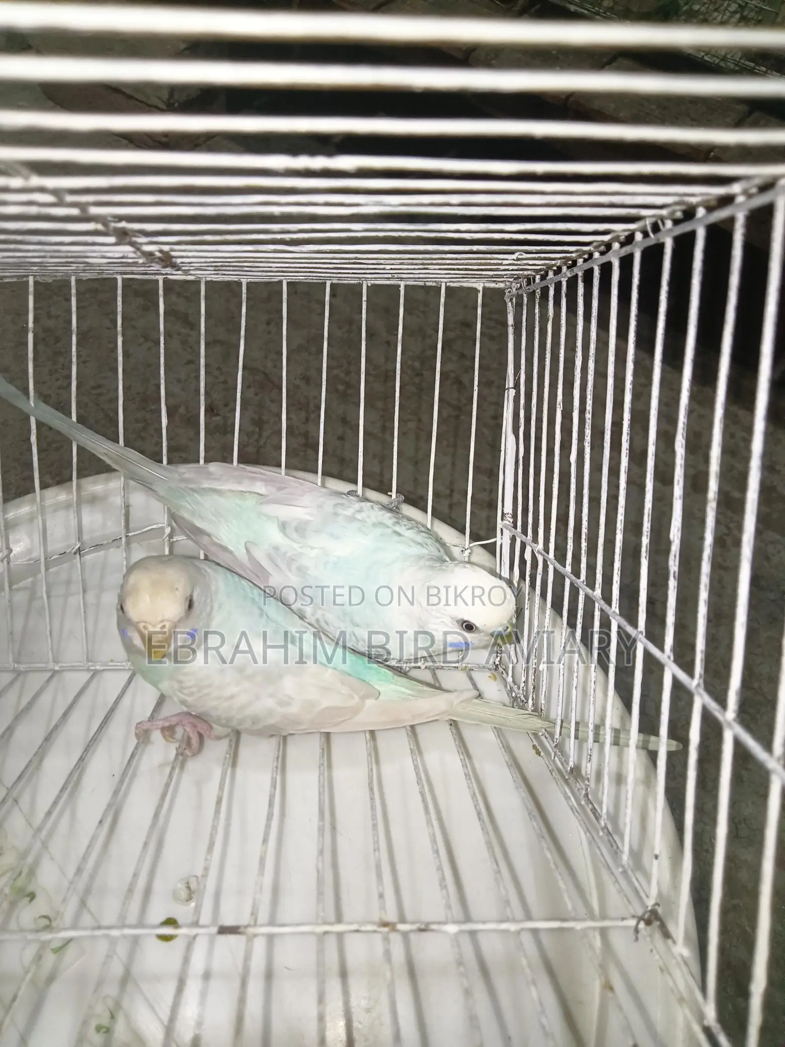 Rajshahi Budgies