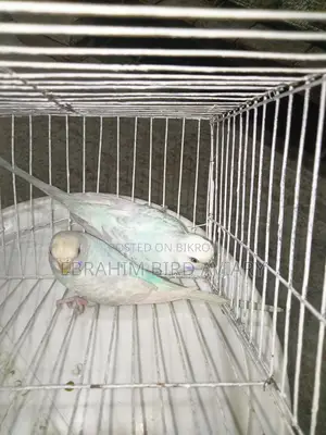 Rajshahi Budgies