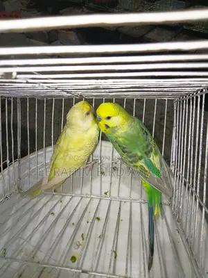 Rajshahi Budgies