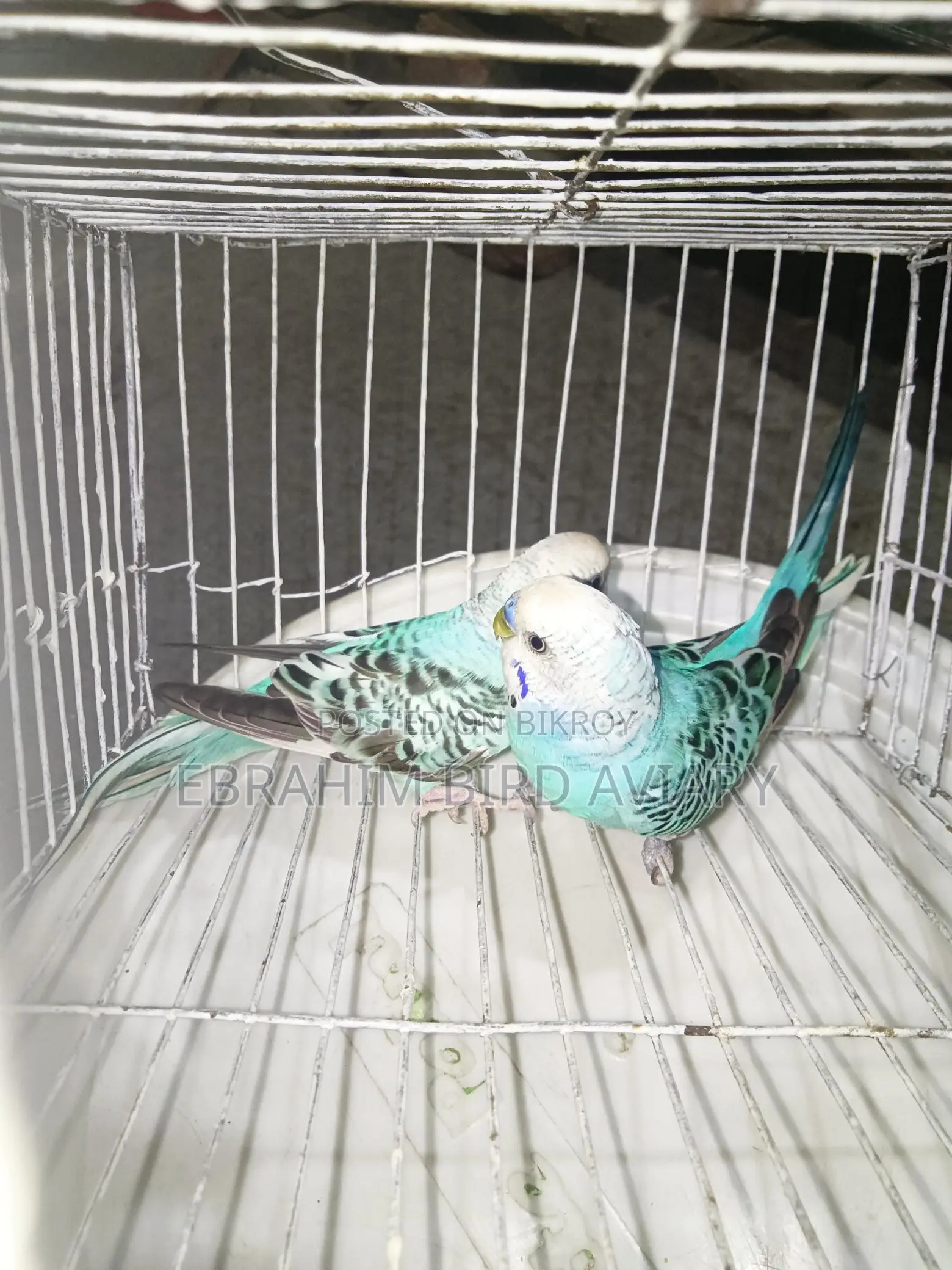 Rajshahi Budgies