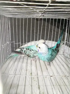 Rajshahi Budgies