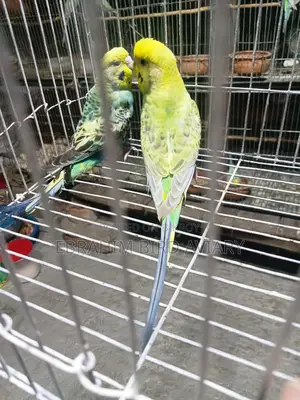 Rajshahi Budgies