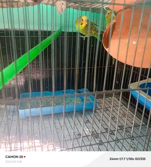 Budgie birds for sale with cage