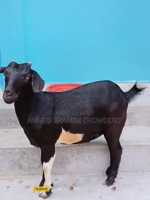 Two Home-Raised Goats for Qurbani Sale