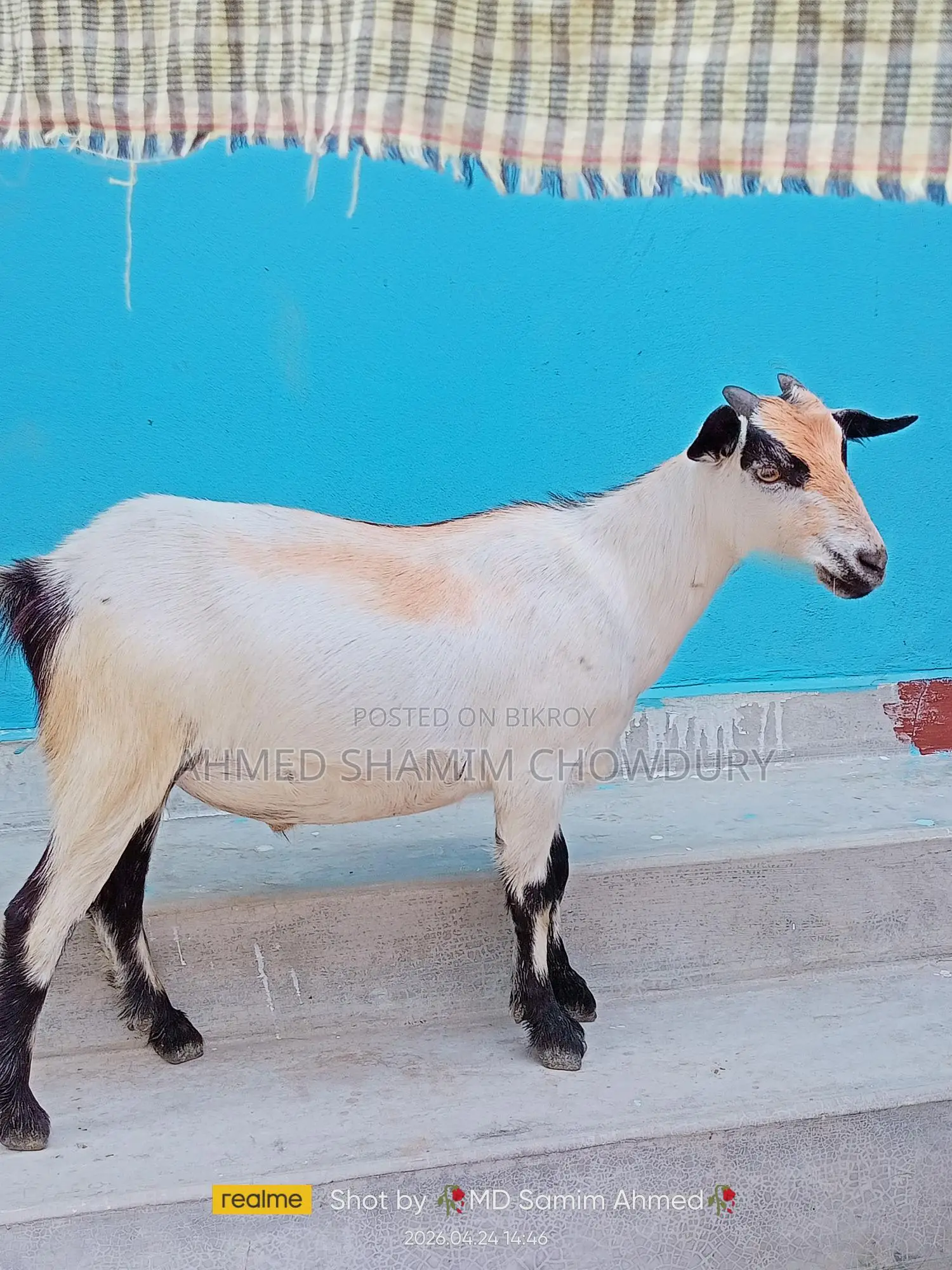 Two Home-Raised Goats for Qurbani Sale