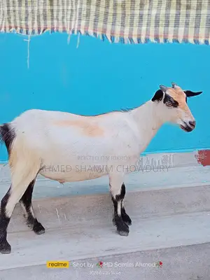 Two Home-Raised Goats for Qurbani Sale