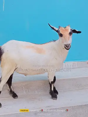 Two Home-Raised Goats for Qurbani Sale